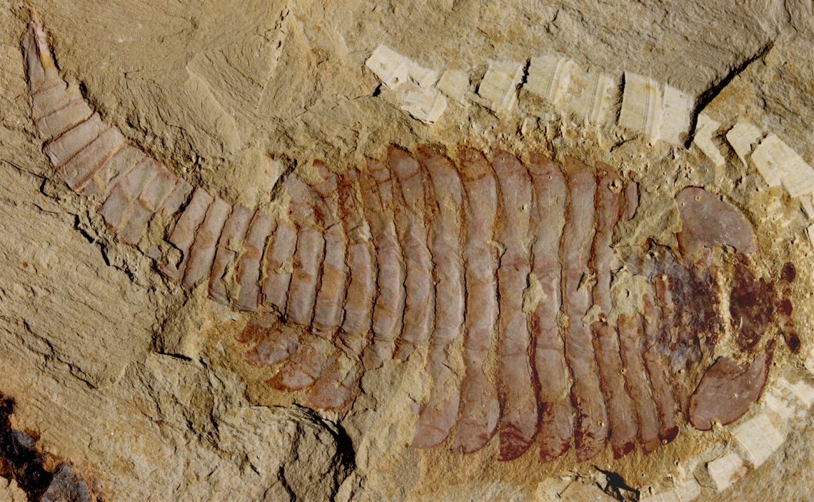 The original 520-million-year-old Fuxianhuia protensa specimen from the Chenjiang fossil beds in southwest China reveals the ancient arthropod was just shy of five inches. 